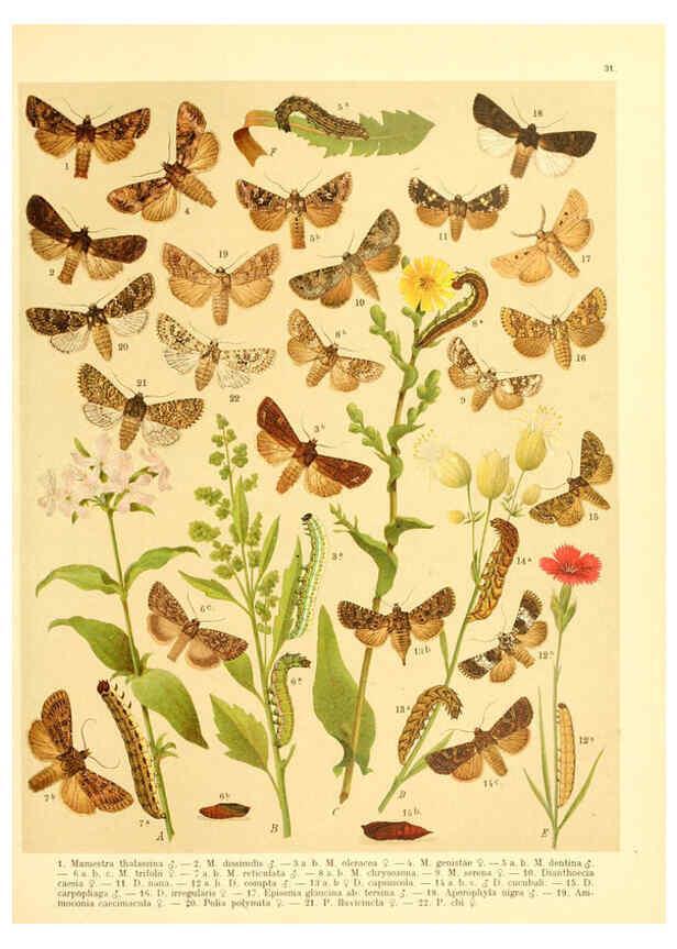 Reproducción/Reproduction 6059078164: Fr. Berge's Schmetterlingsbuch nach dem gegenwärtigen Stande der Lepidopterologie neu bearb. und hrsg. von Professor Dr. H. Rebel ... Stuttgart,E. Schweizerbart,1910