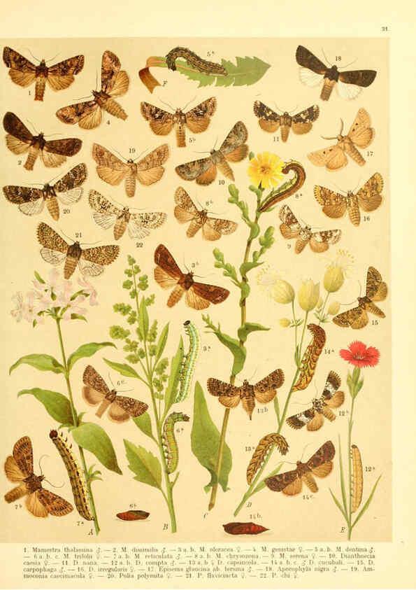 Reproducción/Reproduction 6059078164: Fr. Berge's Schmetterlingsbuch nach dem gegenwärtigen Stande der Lepidopterologie neu bearb. und hrsg. von Professor Dr. H. Rebel ... Stuttgart,E. Schweizerbart,1910