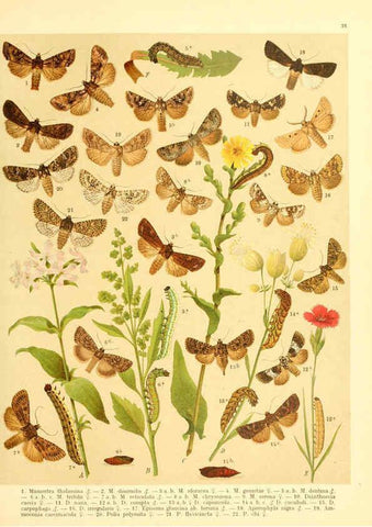 Reproducción/Reproduction 6059078164: Fr. Berge's Schmetterlingsbuch nach dem gegenwärtigen Stande der Lepidopterologie neu bearb. und hrsg. von Professor Dr. H. Rebel ... Stuttgart,E. Schweizerbart,1910