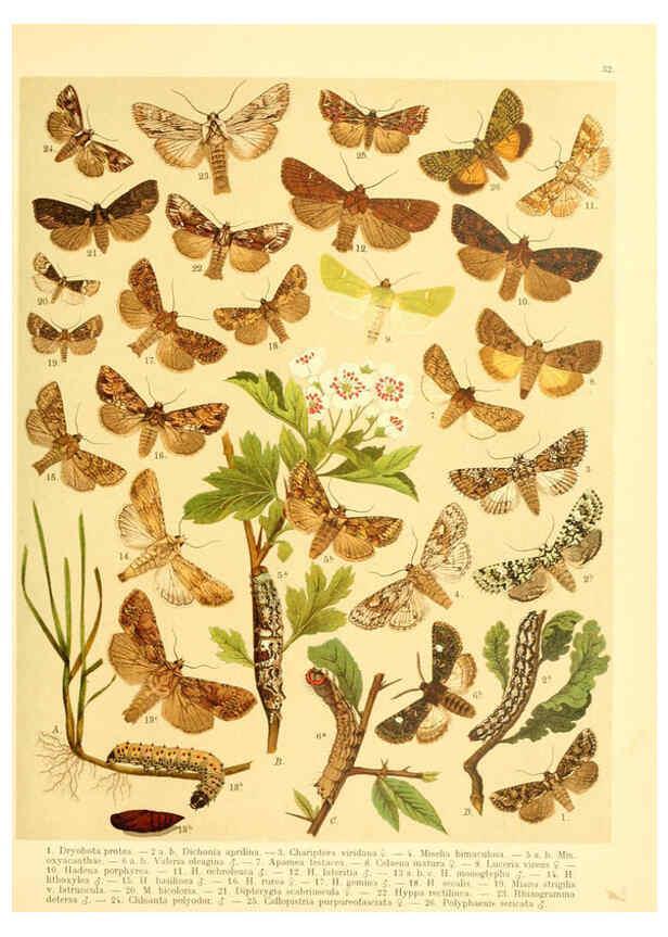 Reproducción/Reproduction 6059078328: Fr. Berge's Schmetterlingsbuch nach dem gegenwärtigen Stande der Lepidopterologie neu bearb. und hrsg. von Professor Dr. H. Rebel ... Stuttgart,E. Schweizerbart,1910