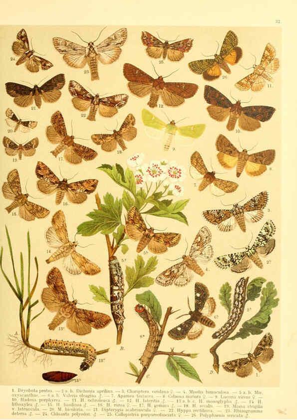 Reproducción/Reproduction 6059078328: Fr. Berge's Schmetterlingsbuch nach dem gegenwärtigen Stande der Lepidopterologie neu bearb. und hrsg. von Professor Dr. H. Rebel ... Stuttgart,E. Schweizerbart,1910
