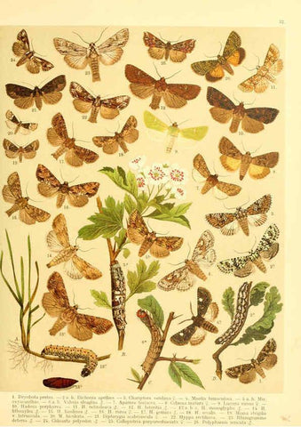 Reproducción/Reproduction 6059078328: Fr. Berge's Schmetterlingsbuch nach dem gegenwärtigen Stande der Lepidopterologie neu bearb. und hrsg. von Professor Dr. H. Rebel ... Stuttgart,E. Schweizerbart,1910