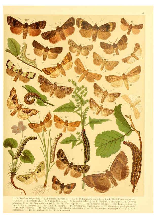 Reproducción/Reproduction 6059078562: Fr. Berge's Schmetterlingsbuch nach dem gegenwärtigen Stande der Lepidopterologie neu bearb. und hrsg. von Professor Dr. H. Rebel ... Stuttgart,E. Schweizerbart,1910