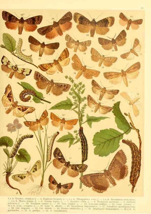 Reproducción/Reproduction 6059078562: Fr. Berge's Schmetterlingsbuch nach dem gegenwärtigen Stande der Lepidopterologie neu bearb. und hrsg. von Professor Dr. H. Rebel ... Stuttgart,E. Schweizerbart,1910