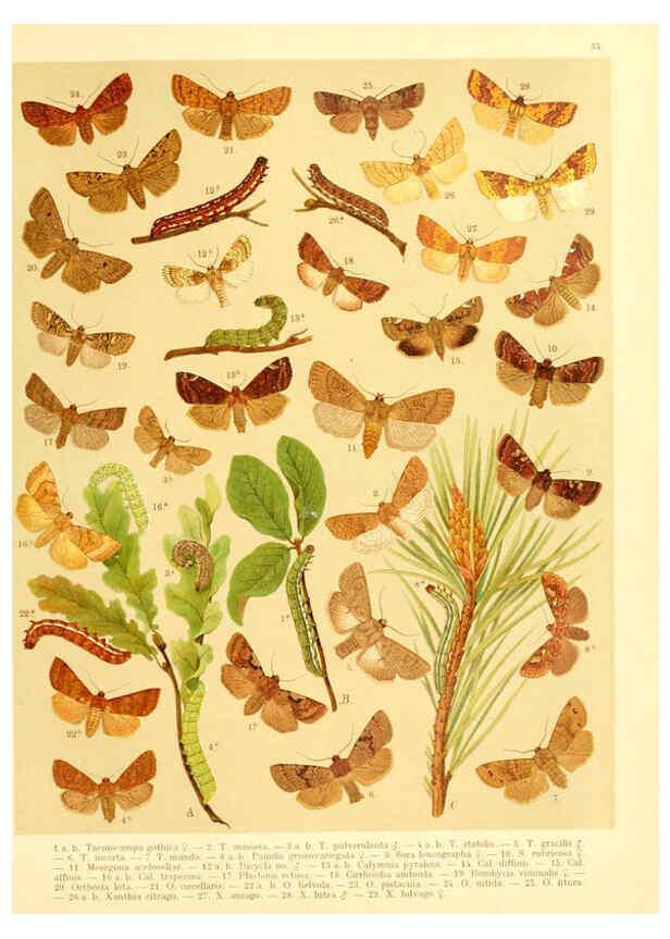 Reproducción/Reproduction 6059078732: Fr. Berge's Schmetterlingsbuch nach dem gegenwärtigen Stande der Lepidopterologie neu bearb. und hrsg. von Professor Dr. H. Rebel ... Stuttgart,E. Schweizerbart,1910