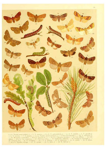 Reproducción/Reproduction 6059078732: Fr. Berge's Schmetterlingsbuch nach dem gegenwärtigen Stande der Lepidopterologie neu bearb. und hrsg. von Professor Dr. H. Rebel ... Stuttgart,E. Schweizerbart,1910