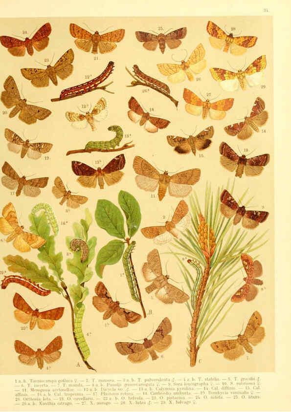 Reproducción/Reproduction 6059078732: Fr. Berge's Schmetterlingsbuch nach dem gegenwärtigen Stande der Lepidopterologie neu bearb. und hrsg. von Professor Dr. H. Rebel ... Stuttgart,E. Schweizerbart,1910