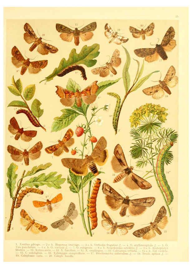 Reproducción/Reproduction 6059079060: Fr. Berge's Schmetterlingsbuch nach dem gegenwärtigen Stande der Lepidopterologie neu bearb. und hrsg. von Professor Dr. H. Rebel ... Stuttgart,E. Schweizerbart,1910