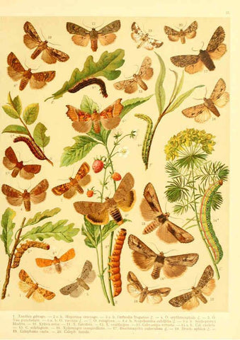 Reproducción/Reproduction 6059079060: Fr. Berge's Schmetterlingsbuch nach dem gegenwärtigen Stande der Lepidopterologie neu bearb. und hrsg. von Professor Dr. H. Rebel ... Stuttgart,E. Schweizerbart,1910