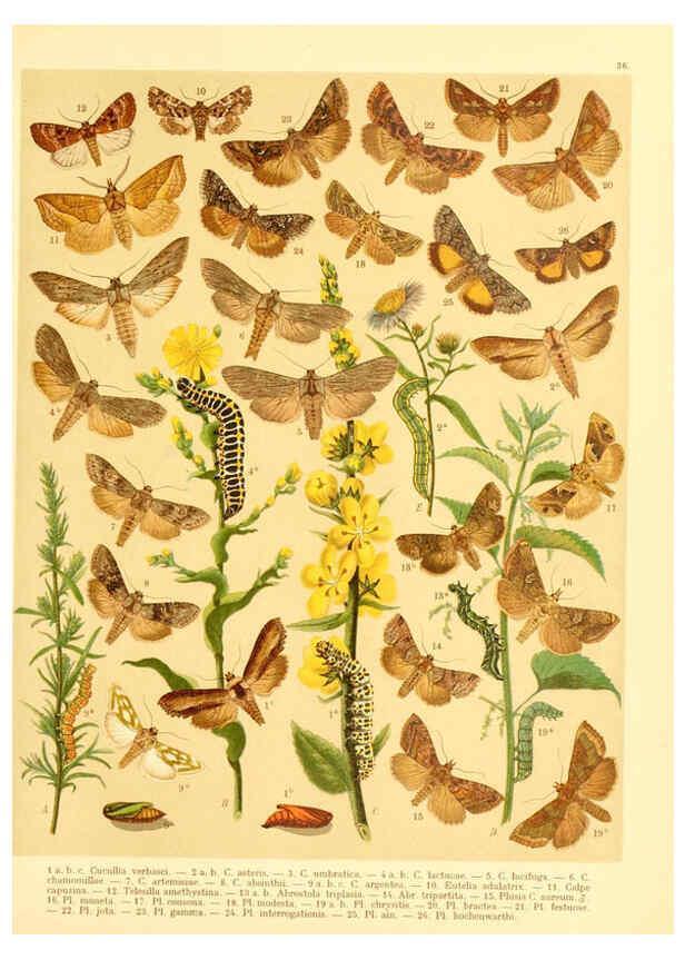 Reproducción/Reproduction 6059079488: Fr. Berge's Schmetterlingsbuch nach dem gegenwärtigen Stande der Lepidopterologie neu bearb. und hrsg. von Professor Dr. H. Rebel ... Stuttgart,E. Schweizerbart,1910
