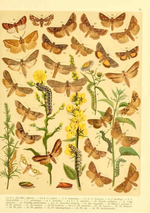 Reproducción/Reproduction 6059079488: Fr. Berge's Schmetterlingsbuch nach dem gegenwärtigen Stande der Lepidopterologie neu bearb. und hrsg. von Professor Dr. H. Rebel ... Stuttgart,E. Schweizerbart,1910