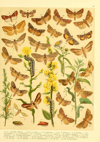 Reproducción/Reproduction 6059079488: Fr. Berge's Schmetterlingsbuch nach dem gegenwärtigen Stande der Lepidopterologie neu bearb. und hrsg. von Professor Dr. H. Rebel ... Stuttgart,E. Schweizerbart,1910