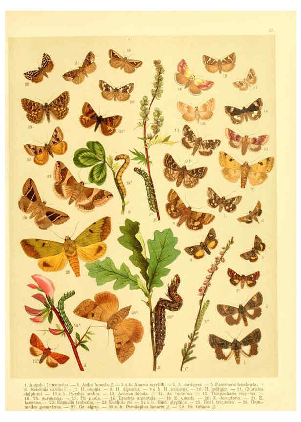 Reproducción/Reproduction 6059079624: Fr. Berge's Schmetterlingsbuch nach dem gegenwärtigen Stande der Lepidopterologie neu bearb. und hrsg. von Professor Dr. H. Rebel ... Stuttgart,E. Schweizerbart,1910