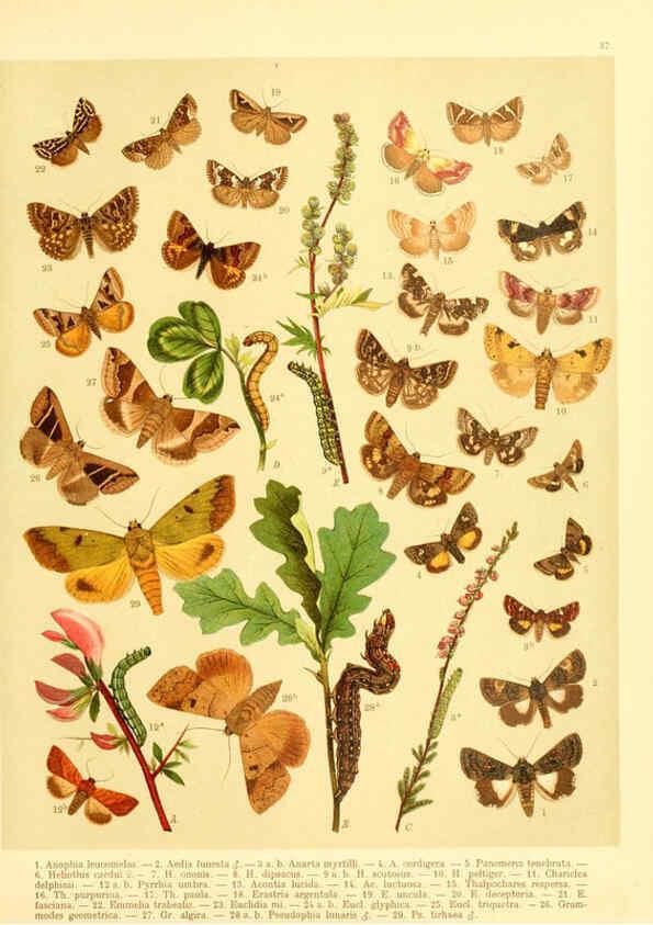 Reproducción/Reproduction 6059079624: Fr. Berge's Schmetterlingsbuch nach dem gegenwärtigen Stande der Lepidopterologie neu bearb. und hrsg. von Professor Dr. H. Rebel ... Stuttgart,E. Schweizerbart,1910