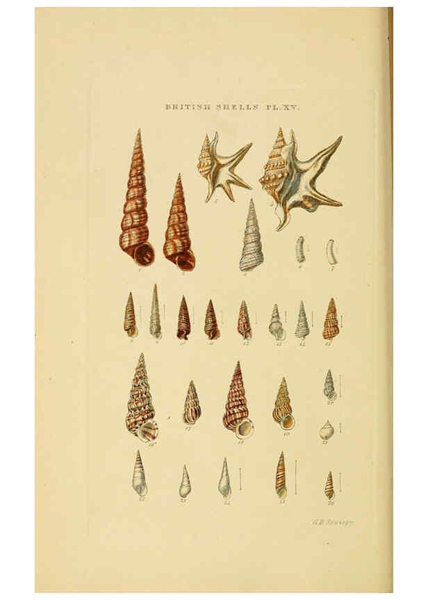 Reproducción/Reproduction 6059137322: Illustrated index of British shells London :Simpkin, Marshall, and Co., and the Author,1859