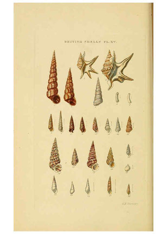 Reproducción/Reproduction 6059137322: Illustrated index of British shells London :Simpkin, Marshall, and Co., and the Author,1859