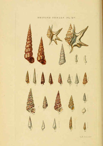 Reproducción/Reproduction 6059137322: Illustrated index of British shells London :Simpkin, Marshall, and Co., and the Author,1859