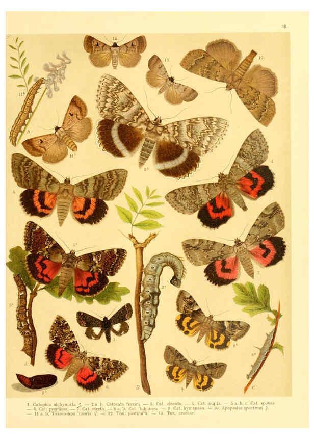 Reproducción/Reproduction 6058531581: Fr. Berge's Schmetterlingsbuch nach dem gegenwärtigen Stande der Lepidopterologie neu bearb. und hrsg. von Professor Dr. H. Rebel ... Stuttgart,E. Schweizerbart,1910