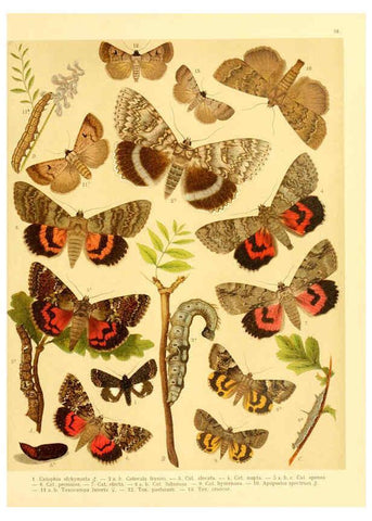 Reproducción/Reproduction 6058531581: Fr. Berge's Schmetterlingsbuch nach dem gegenwärtigen Stande der Lepidopterologie neu bearb. und hrsg. von Professor Dr. H. Rebel ... Stuttgart,E. Schweizerbart,1910