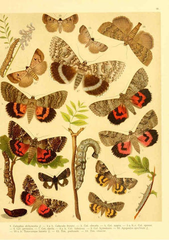 Reproducción/Reproduction 6058531581: Fr. Berge's Schmetterlingsbuch nach dem gegenwärtigen Stande der Lepidopterologie neu bearb. und hrsg. von Professor Dr. H. Rebel ... Stuttgart,E. Schweizerbart,1910