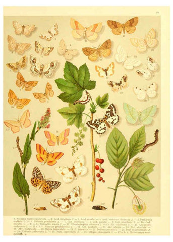Reproducción/Reproduction 6058531889: Fr. Berge's Schmetterlingsbuch nach dem gegenwärtigen Stande der Lepidopterologie neu bearb. und hrsg. von Professor Dr. H. Rebel ... Stuttgart,E. Schweizerbart,1910
