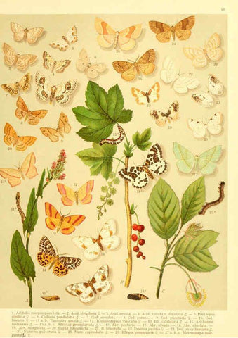Reproducción/Reproduction 6058531889: Fr. Berge's Schmetterlingsbuch nach dem gegenwärtigen Stande der Lepidopterologie neu bearb. und hrsg. von Professor Dr. H. Rebel ... Stuttgart,E. Schweizerbart,1910