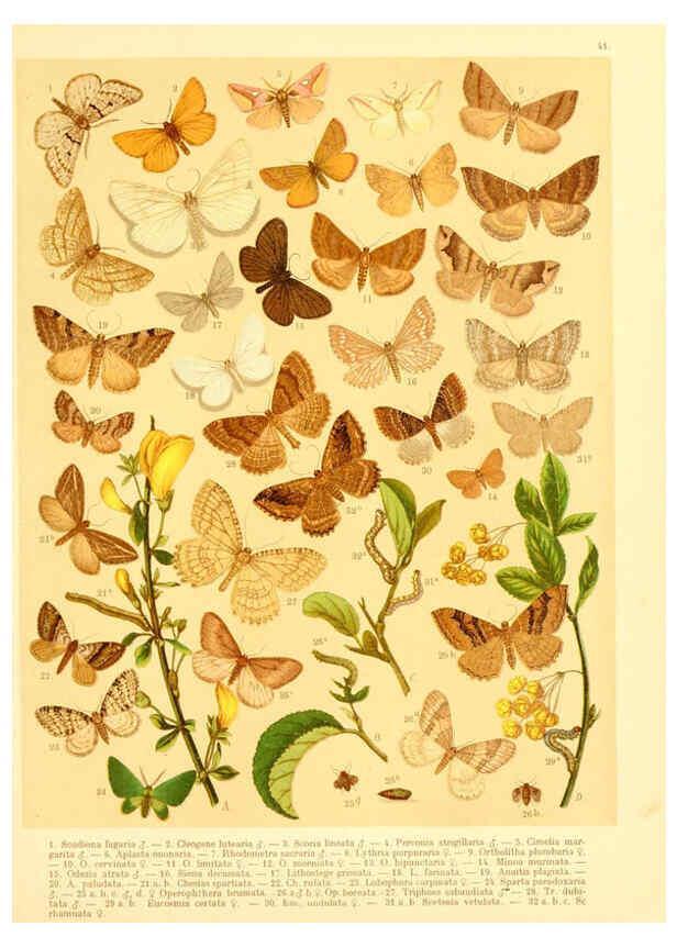 Reproducción/Reproduction 6058532131: Fr. Berge's Schmetterlingsbuch nach dem gegenwärtigen Stande der Lepidopterologie neu bearb. und hrsg. von Professor Dr. H. Rebel ... Stuttgart,E. Schweizerbart,1910