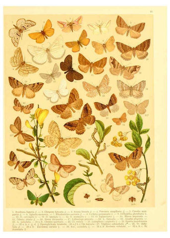 Reproducción/Reproduction 6058532131: Fr. Berge's Schmetterlingsbuch nach dem gegenwärtigen Stande der Lepidopterologie neu bearb. und hrsg. von Professor Dr. H. Rebel ... Stuttgart,E. Schweizerbart,1910