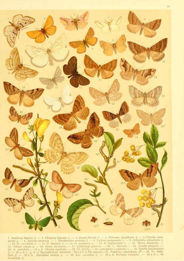 Reproducción/Reproduction 6058532131: Fr. Berge's Schmetterlingsbuch nach dem gegenwärtigen Stande der Lepidopterologie neu bearb. und hrsg. von Professor Dr. H. Rebel ... Stuttgart,E. Schweizerbart,1910
