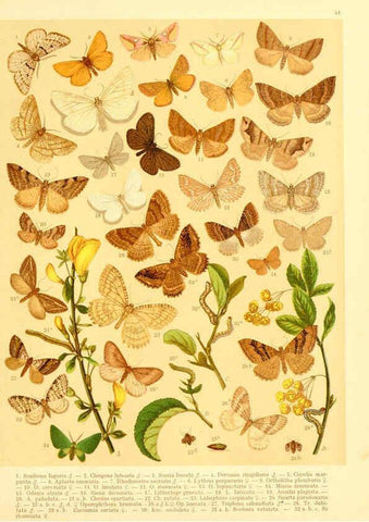 Reproducción/Reproduction 6058532131: Fr. Berge's Schmetterlingsbuch nach dem gegenwärtigen Stande der Lepidopterologie neu bearb. und hrsg. von Professor Dr. H. Rebel ... Stuttgart,E. Schweizerbart,1910