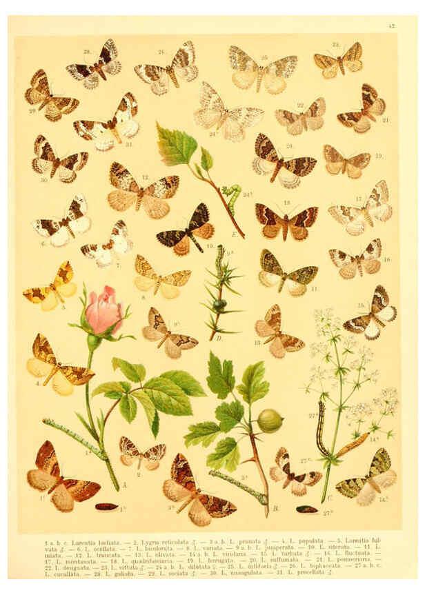 Reproducción/Reproduction 6059080544: Fr. Berge's Schmetterlingsbuch nach dem gegenwärtigen Stande der Lepidopterologie neu bearb. und hrsg. von Professor Dr. H. Rebel ... Stuttgart,E. Schweizerbart,1910