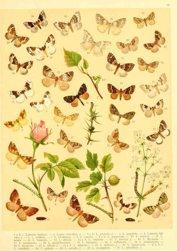 Reproducción/Reproduction 6059080544: Fr. Berge's Schmetterlingsbuch nach dem gegenwärtigen Stande der Lepidopterologie neu bearb. und hrsg. von Professor Dr. H. Rebel ... Stuttgart,E. Schweizerbart,1910