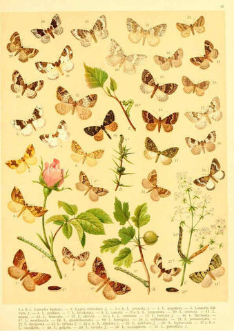 Reproducción/Reproduction 6059080544: Fr. Berge's Schmetterlingsbuch nach dem gegenwärtigen Stande der Lepidopterologie neu bearb. und hrsg. von Professor Dr. H. Rebel ... Stuttgart,E. Schweizerbart,1910
