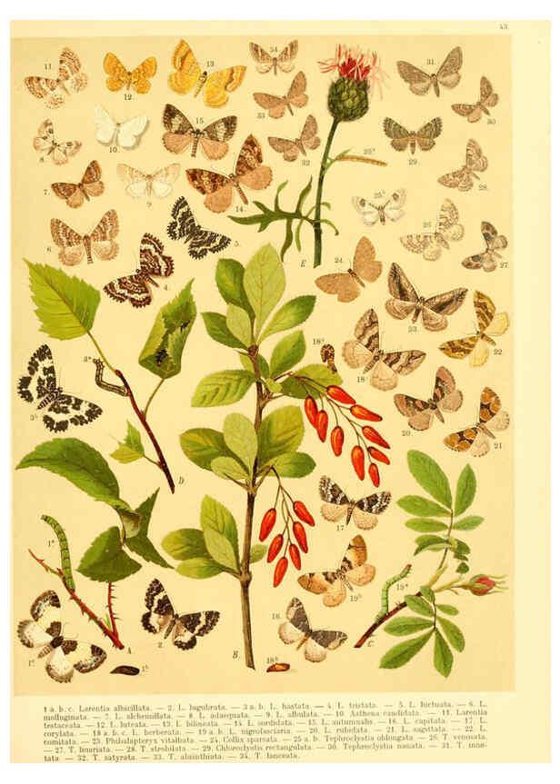Reproducción/Reproduction 6058532437: Fr. Berge's Schmetterlingsbuch nach dem gegenwärtigen Stande der Lepidopterologie neu bearb. und hrsg. von Professor Dr. H. Rebel ... Stuttgart,E. Schweizerbart,1910