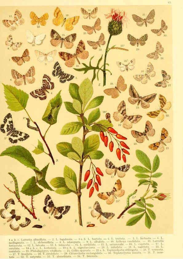 Reproducción/Reproduction 6058532437: Fr. Berge's Schmetterlingsbuch nach dem gegenwärtigen Stande der Lepidopterologie neu bearb. und hrsg. von Professor Dr. H. Rebel ... Stuttgart,E. Schweizerbart,1910