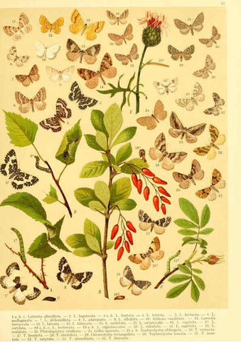 Reproducción/Reproduction 6058532437: Fr. Berge's Schmetterlingsbuch nach dem gegenwärtigen Stande der Lepidopterologie neu bearb. und hrsg. von Professor Dr. H. Rebel ... Stuttgart,E. Schweizerbart,1910