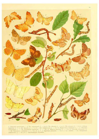 Reproducción/Reproduction 6059080904: Fr. Berge's Schmetterlingsbuch nach dem gegenwärtigen Stande der Lepidopterologie neu bearb. und hrsg. von Professor Dr. H. Rebel ... Stuttgart,E. Schweizerbart,1910