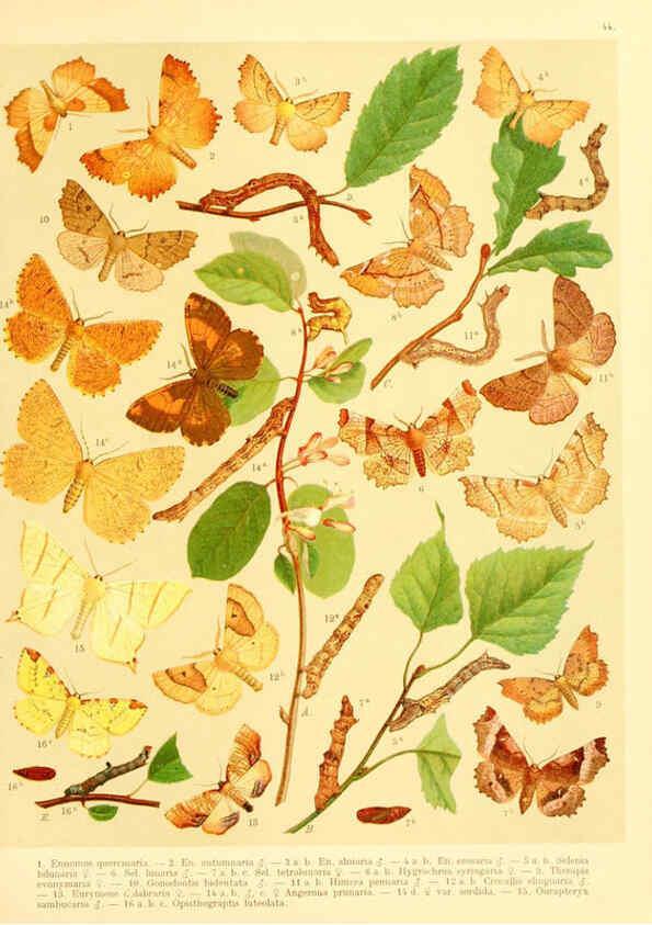 Reproducción/Reproduction 6059080904: Fr. Berge's Schmetterlingsbuch nach dem gegenwärtigen Stande der Lepidopterologie neu bearb. und hrsg. von Professor Dr. H. Rebel ... Stuttgart,E. Schweizerbart,1910