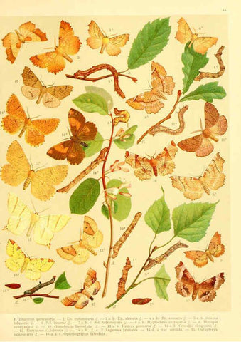 Reproducción/Reproduction 6059080904: Fr. Berge's Schmetterlingsbuch nach dem gegenwärtigen Stande der Lepidopterologie neu bearb. und hrsg. von Professor Dr. H. Rebel ... Stuttgart,E. Schweizerbart,1910