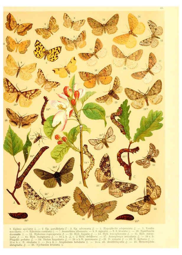 Reproducción/Reproduction 6059081068: Fr. Berge's Schmetterlingsbuch nach dem gegenwärtigen Stande der Lepidopterologie neu bearb. und hrsg. von Professor Dr. H. Rebel ... Stuttgart,E. Schweizerbart,1910