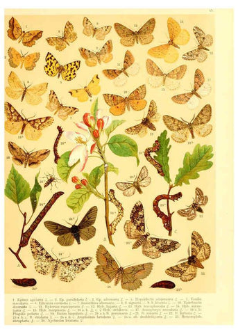 Reproducción/Reproduction 6059081068: Fr. Berge's Schmetterlingsbuch nach dem gegenwärtigen Stande der Lepidopterologie neu bearb. und hrsg. von Professor Dr. H. Rebel ... Stuttgart,E. Schweizerbart,1910