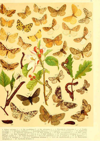 Reproducción/Reproduction 6059081068: Fr. Berge's Schmetterlingsbuch nach dem gegenwärtigen Stande der Lepidopterologie neu bearb. und hrsg. von Professor Dr. H. Rebel ... Stuttgart,E. Schweizerbart,1910