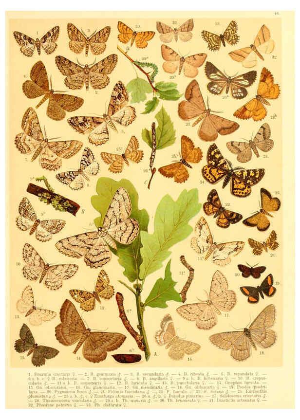 Reproducción/Reproduction 6059081306: Fr. Berge's Schmetterlingsbuch nach dem gegenwärtigen Stande der Lepidopterologie neu bearb. und hrsg. von Professor Dr. H. Rebel ... Stuttgart,E. Schweizerbart,1910