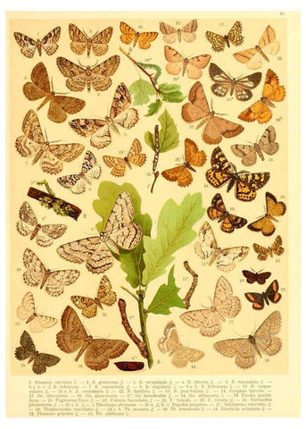 Reproducción/Reproduction 6059081306: Fr. Berge's Schmetterlingsbuch nach dem gegenwärtigen Stande der Lepidopterologie neu bearb. und hrsg. von Professor Dr. H. Rebel ... Stuttgart,E. Schweizerbart,1910