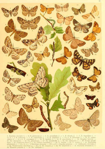 Reproducción/Reproduction 6059081306: Fr. Berge's Schmetterlingsbuch nach dem gegenwärtigen Stande der Lepidopterologie neu bearb. und hrsg. von Professor Dr. H. Rebel ... Stuttgart,E. Schweizerbart,1910