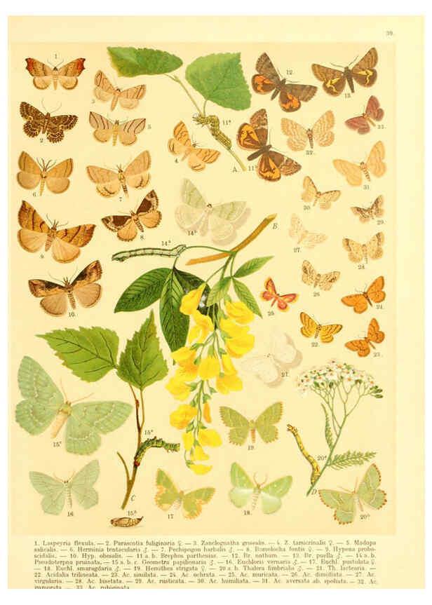 Reproducción/Reproduction 6058531751: Fr. Berge's Schmetterlingsbuch nach dem gegenwärtigen Stande der Lepidopterologie neu bearb. und hrsg. von Professor Dr. H. Rebel ... Stuttgart,E. Schweizerbart,1910