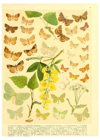 Reproducción/Reproduction 6058531751: Fr. Berge's Schmetterlingsbuch nach dem gegenwärtigen Stande der Lepidopterologie neu bearb. und hrsg. von Professor Dr. H. Rebel ... Stuttgart,E. Schweizerbart,1910