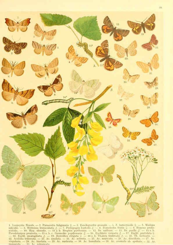 Reproducción/Reproduction 6058531751: Fr. Berge's Schmetterlingsbuch nach dem gegenwärtigen Stande der Lepidopterologie neu bearb. und hrsg. von Professor Dr. H. Rebel ... Stuttgart,E. Schweizerbart,1910