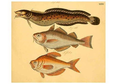 Reproducción/Reproduction 6059208626: Naturgeschichte in Bildern : mit erläuterndem Text / Von Professor Dr. Strack. Lief. 4. (Heft 33-56). Fische. Düsseldorf :Arnz & Co.,[1819-1826] 