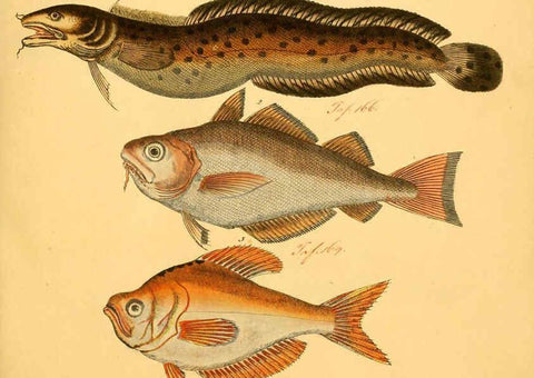 Reproducción/Reproduction 6059208626: Naturgeschichte in Bildern : mit erläuterndem Text / Von Professor Dr. Strack. Lief. 4. (Heft 33-56). Fische. Düsseldorf :Arnz & Co.,[1819-1826] 